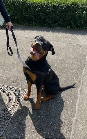 Nala sucht ein zuhause 