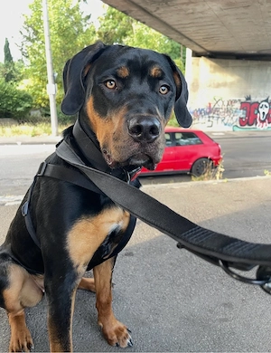 Nala sucht ein zuhause  Bild 4