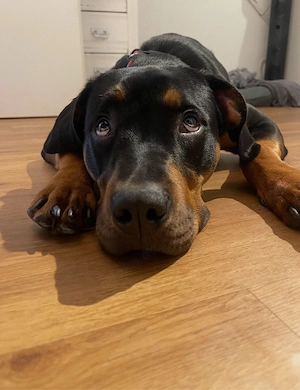 Nala sucht ein zuhause  Bild 2