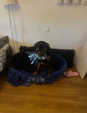 Nala sucht ein zuhause  Bild 3