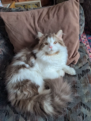 Meine Katze braucht Hilfe. Bild 5