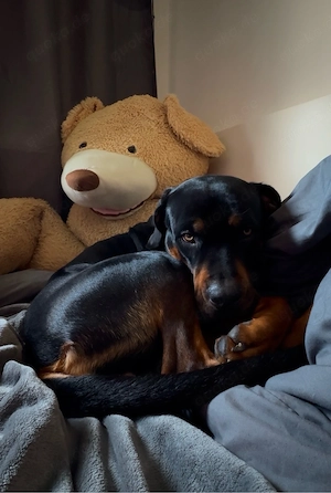 Nala sucht ein zuhause  Bild 5