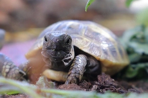 griechische Lanschildkröten THB 2023