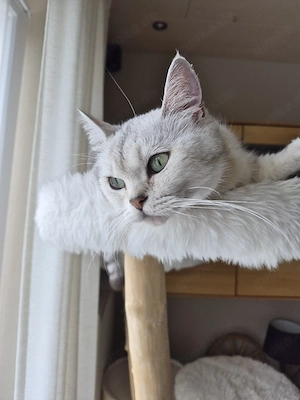 BKH  Katze 
