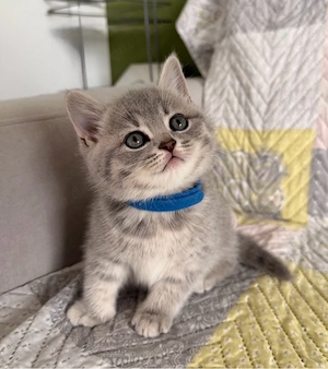 BKH Kitten weibchen
