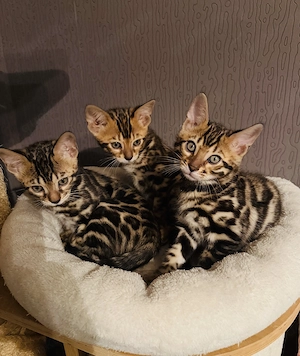 Reinrassige Liebevolle Bengalkitten 