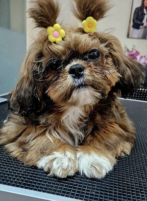 Bolonka Shih-zu Welpen