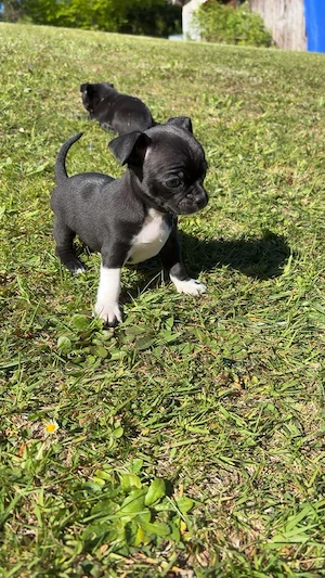 Chihuahua Welpen