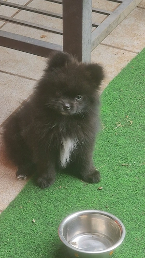 Reinrassige Pomeranian 