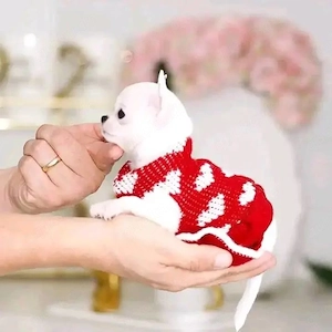 12 Wochen alte Chihuahua Welpen   abgabebereit!