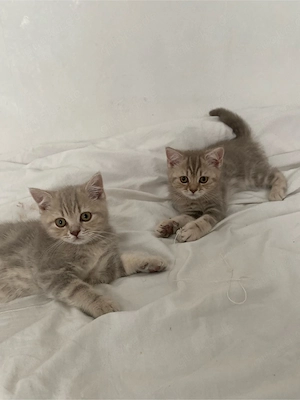 2 BKH Kitten nur gemeinsam abzugeben