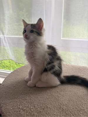 3 Katzenbabys (Kitten)