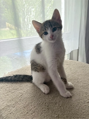 1 Katzenbaby(Kitten)