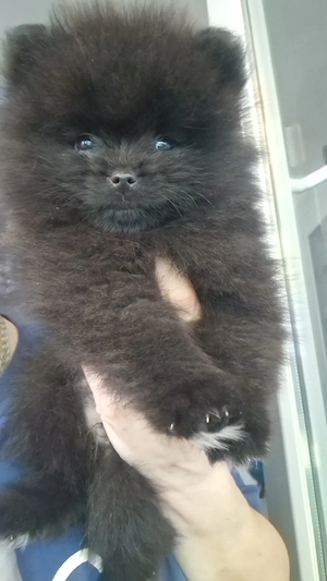 Abgabebereit Reinrassige Pomeranian 