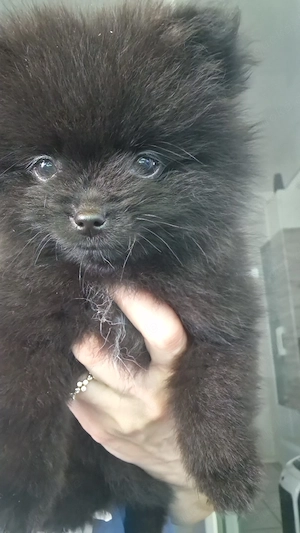 Letzte Pomeranian Bärchen 