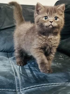 bkh Baby sucht neue Familie 