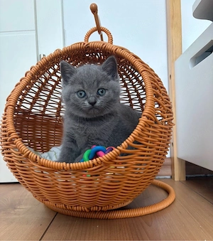 BKH Kitten Weibchen