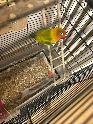 Vogel Pfirsichköpfchen