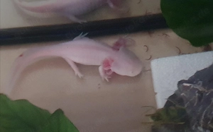 Axolotl weiblich