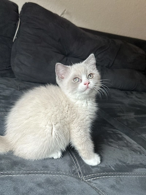 Babys Katze Bkh sucht neue Familie    