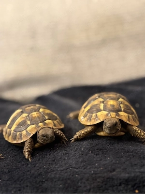 griechische landschildkröten