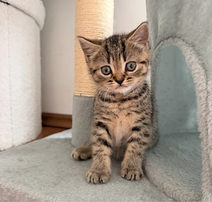 BKH Kitten männchen 