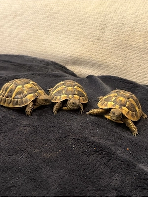 grischiche landschildkröte