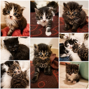 Maine Coon Kätzchen 