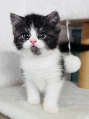 bkh Babys Katze    