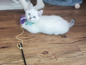 Britisch kurzhaar Kater