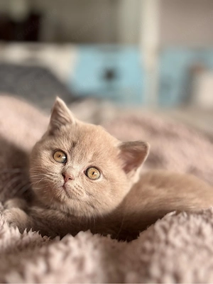 BKH Kitten 