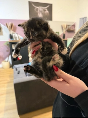 Mischlingskitten