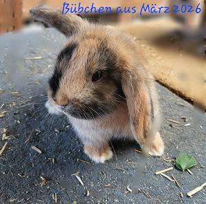 Liebe Zwergwidder Zwergkaninchen Mädchen und Bübchen 