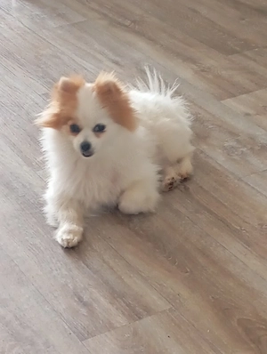 Hallo ich suche für meinen Hund ein sehr schönes Zuhause 