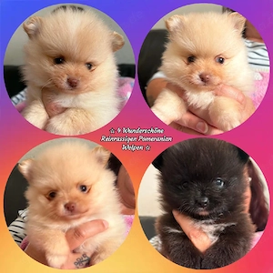 4 Wunderschöne Reinrassige Pomeranian Welpen 