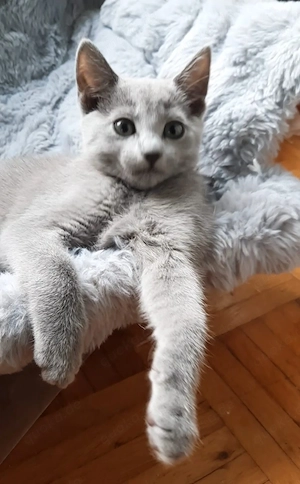 Russisch Blau Kitten
