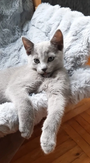 Russisch Blau Kitten