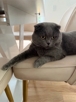    Liebevoller Kater sucht ein ruhiges Zuhause