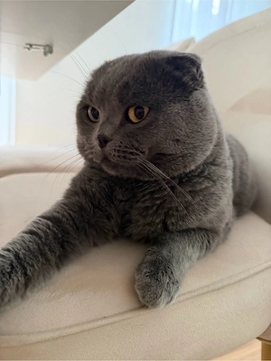   Liebe Katze sucht neues Zuhause