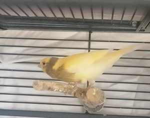 Kanarienvögel 