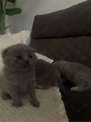Babykatze BKH