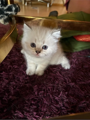 BKH Katze (Abgabebereit )Männlich 