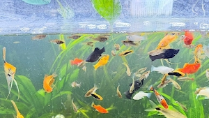 Tausche Guppys und Molys