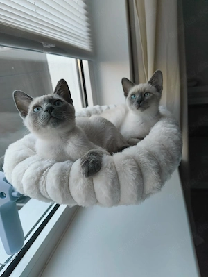 Zwei Reinrassige Siam Blue Point Kitten - 23.02.2026 Geboren