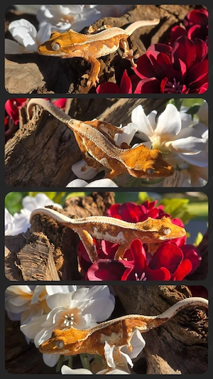 Tangerine Lilly White 0.0.1 PET ONLY Kronengecko 