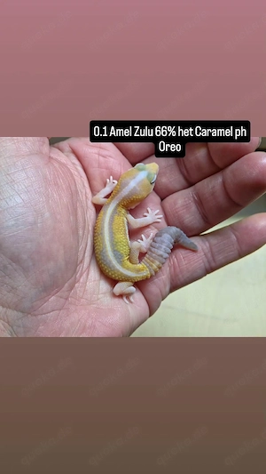 AFT Gecko - Hemitheconyx caudicinctus - Afrikanischer Fettschwanzgecko 
