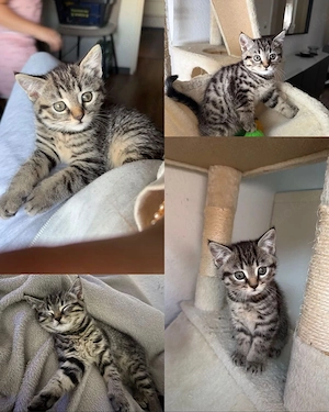 Süße weibliche Kitten abzugeben 