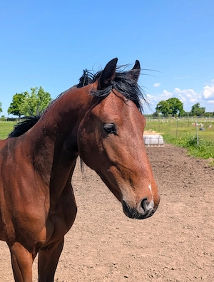 Springpferd der Zukunft ,Hengst ,2 jährig, Perignon x Cortoni