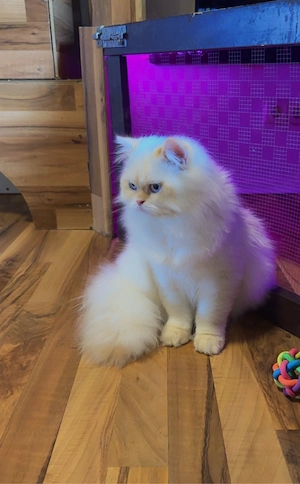 BLH kater 