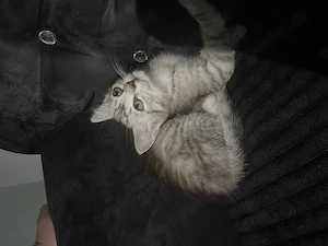 Liebe junge Katze Coco sucht ein neues Zuhause